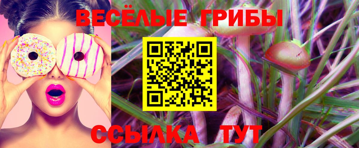 Галлюциногенные грибы Psilocybine cubensis Усть-Джегута